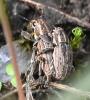 Sitona puncticollis